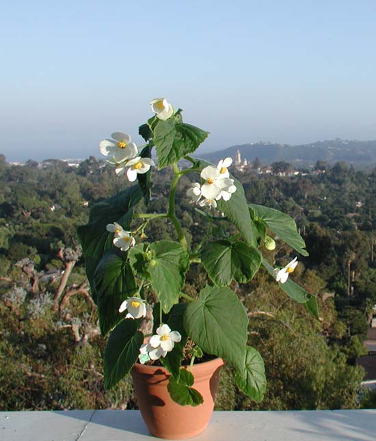 B. micranthera var. micranthera